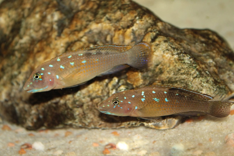 Spathodus sp. 'erythrodon north' Kigoma